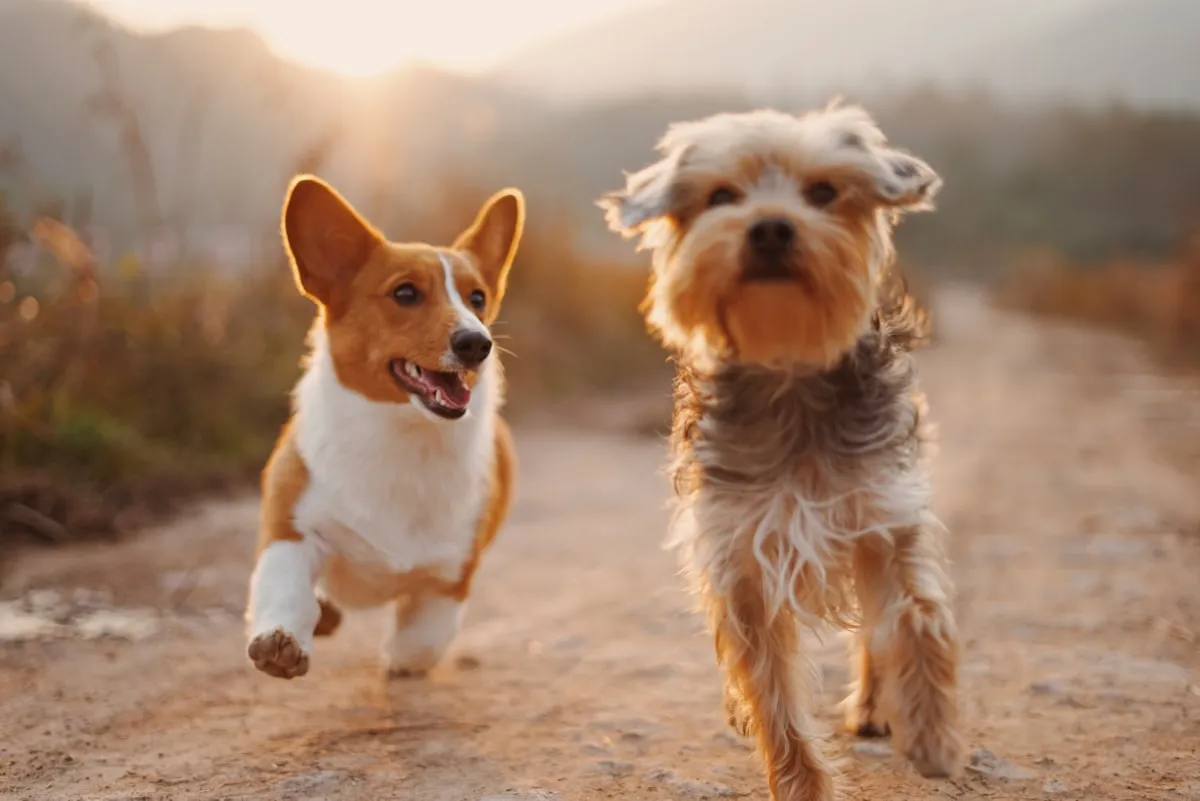Imagen ilustrativa: Campings que Admiten Perros en Andalucía y Playas Caninas Cercanas
